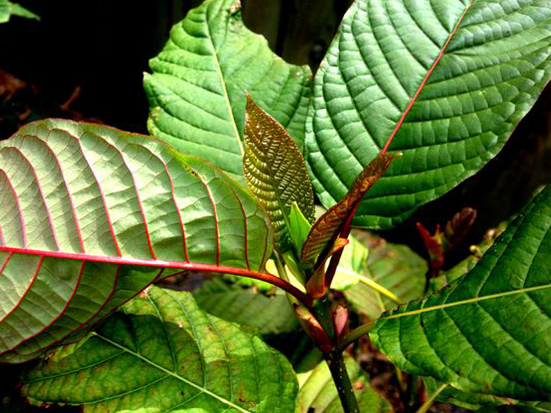 กระท่อมพันธุ์ก้านแดง (Red Vein Kratom)